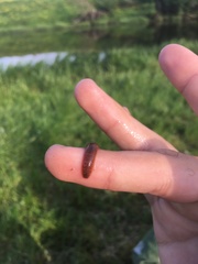 Erpobdella octoculata