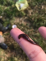 Erpobdella octoculata