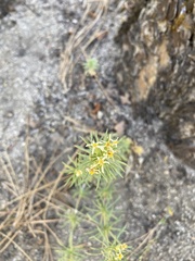 Leptosiphon nuttallii