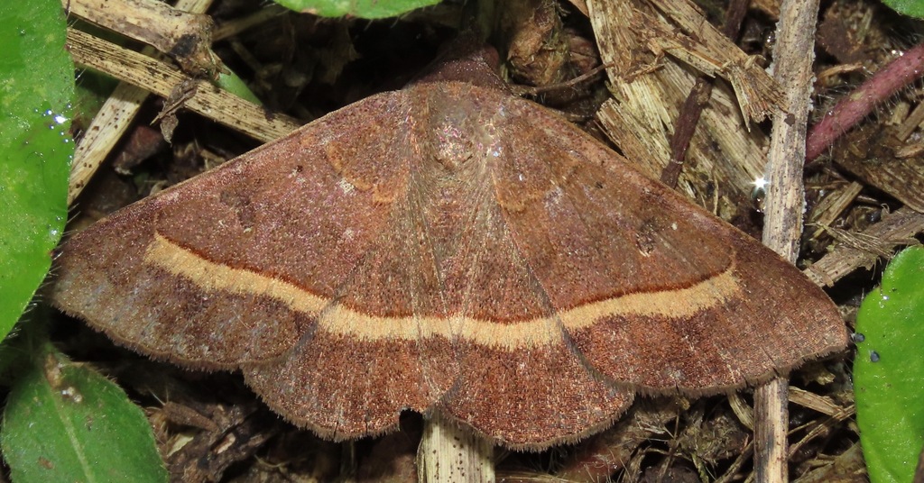 Epidromia zetophora