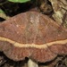 Epidromia zetophora - Photo (c) Rich Hoyer, algunos derechos reservados (CC BY-NC-SA), subido por Rich Hoyer