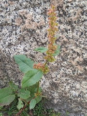 Rumex nepalensis