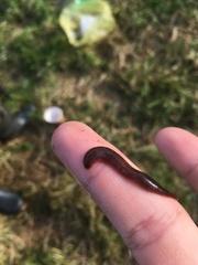 Erpobdella octoculata