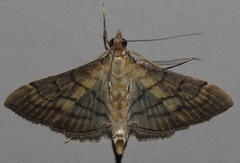 Marasmia trapezalis