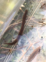 Erpobdella octoculata