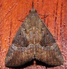 Hypena vetustalis