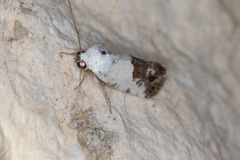 Ponometia phecolisca