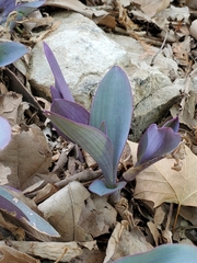 Tradescantia pallida