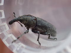 Lixus cardui