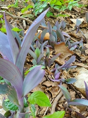 Tradescantia pallida