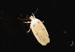 Agonopterix propinquella