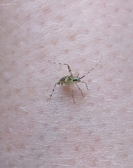 Phytocoris tiliae