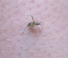 Phytocoris tiliae