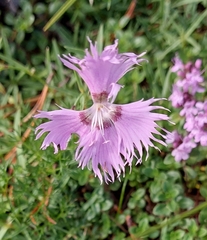 Dianthus sternbergii