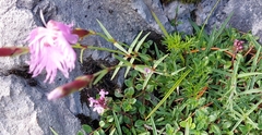 Dianthus sternbergii