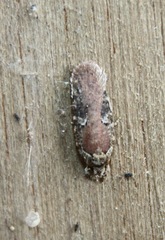 Agonopterix purpurea