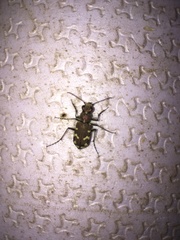 Cicindela soluta