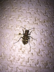 Cicindela soluta