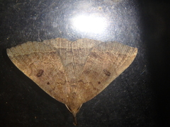 Pechipogo plumigeralis
