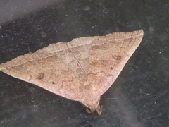 Pechipogo plumigeralis