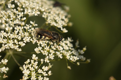 Stratiomys singularior