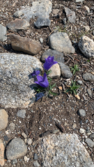 Campanula lasiocarpa