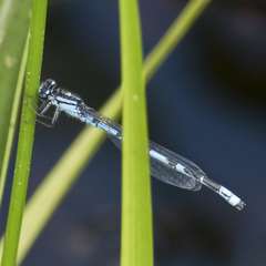 Enallagma laterale