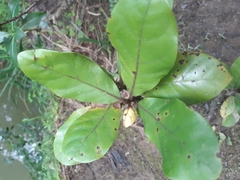 Beilschmiedia tarairi