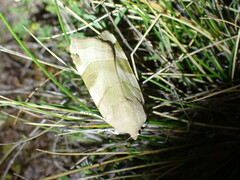 Noctua fimbriata