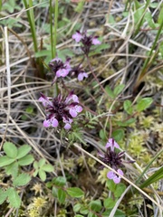 Pedicularis pennellii