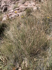 Helianthus devernii