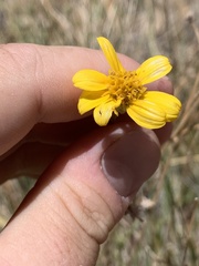 Helianthus devernii
