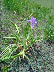 Iris hookeriana