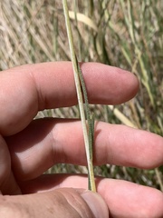 Helianthus devernii
