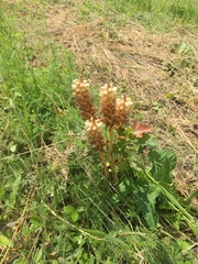 Orobanche bartlingii