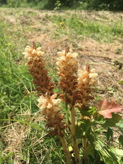 Orobanche bartlingii