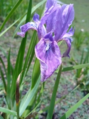 Iris hookeriana