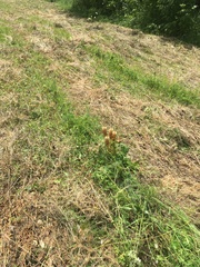 Orobanche bartlingii