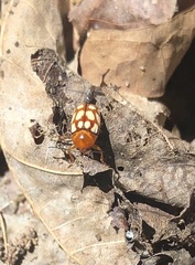 Cryptocephalus guttulatus