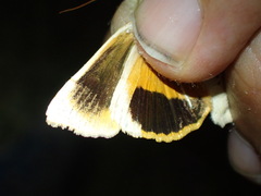 Noctua fimbriata