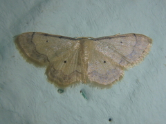 Idaea politaria
