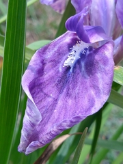 Iris hookeriana