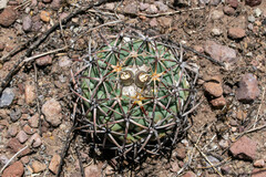 Coryphantha poselgeriana
