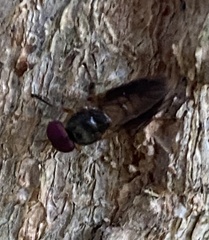 Allognosta fuscitarsis