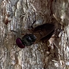 Allognosta fuscitarsis