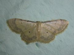 Idaea politaria