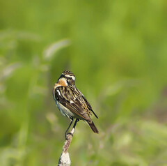 Saxicola rubetra