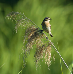 Saxicola rubetra
