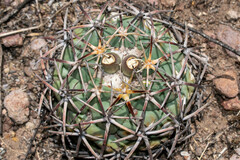 Coryphantha poselgeriana