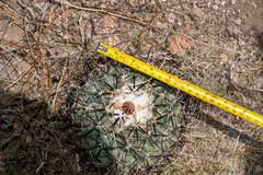 Coryphantha poselgeriana